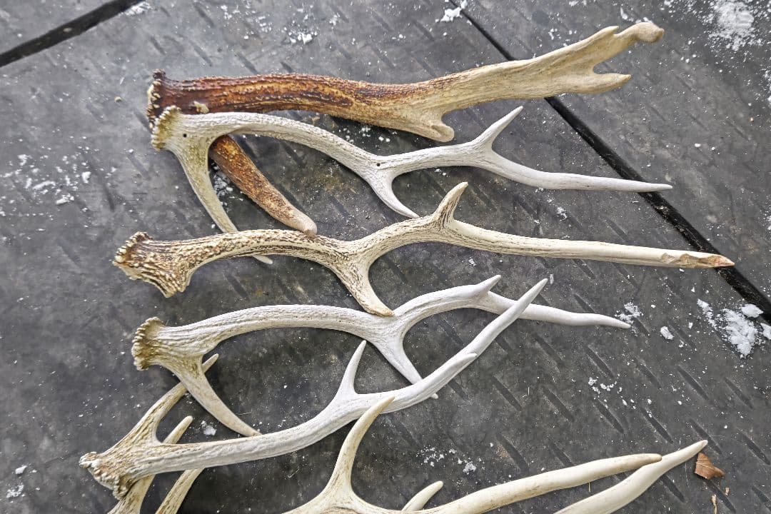 【クラフト】エゾ鹿の角10本セット