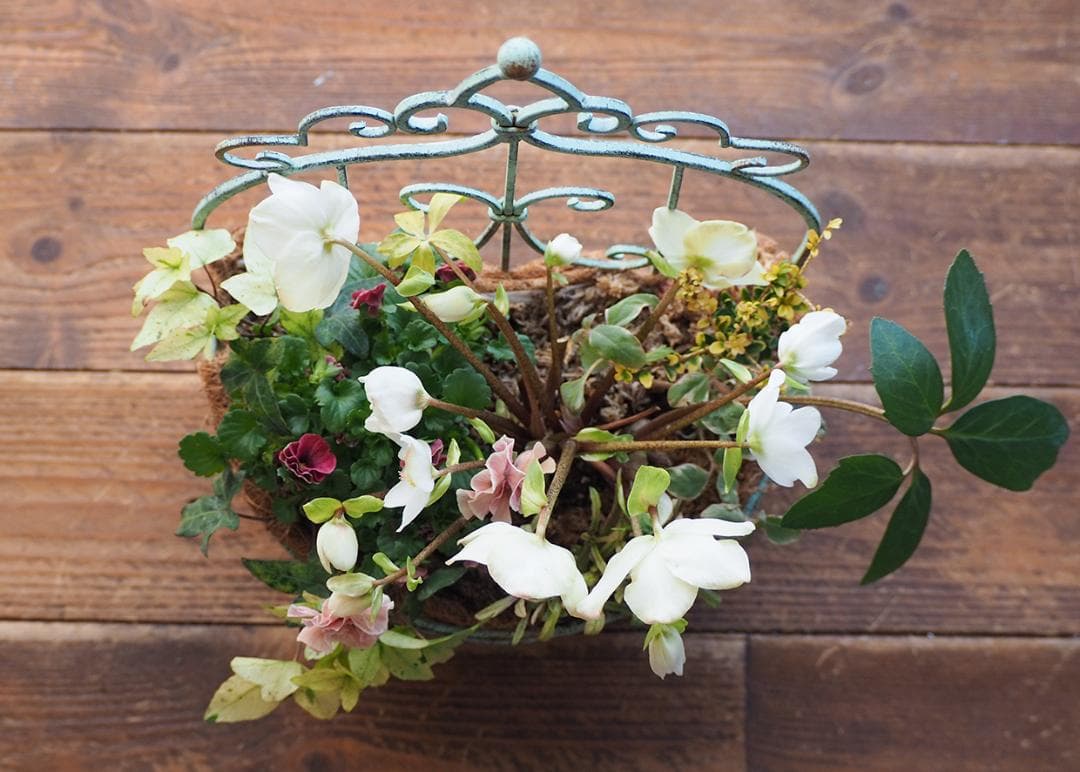 シャビーナチュラルなクリスマスローズ寄せ植え