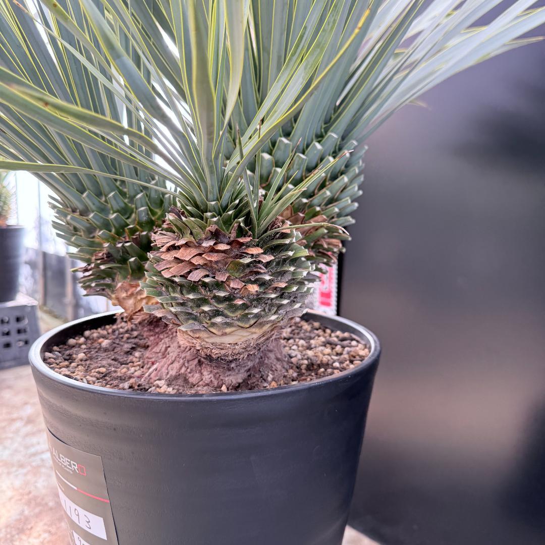 【AL1193】ユッカ　ロストラータ　 トリプルヘッド