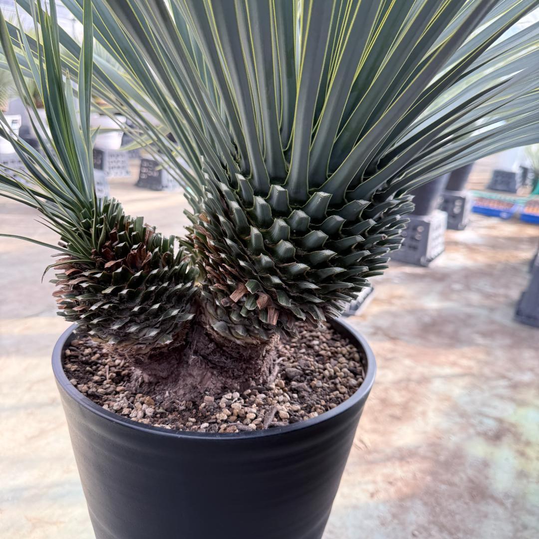 【AL1193】ユッカ　ロストラータ　 トリプルヘッド