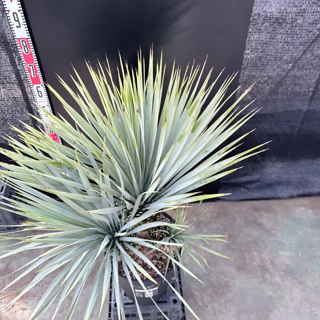 【AL1193】ユッカ　ロストラータ　 トリプルヘッド