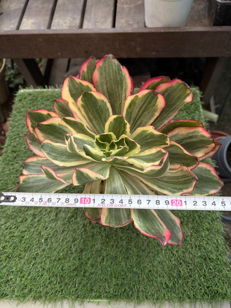 アエオニウム　魅影法師錦　速達発送　chibimimi