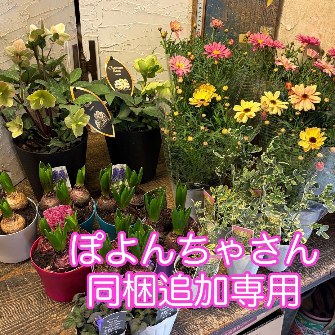 【専用商品】　ガーデニング　リクエストアソート　ヒヤシンス　クリスマスローズ