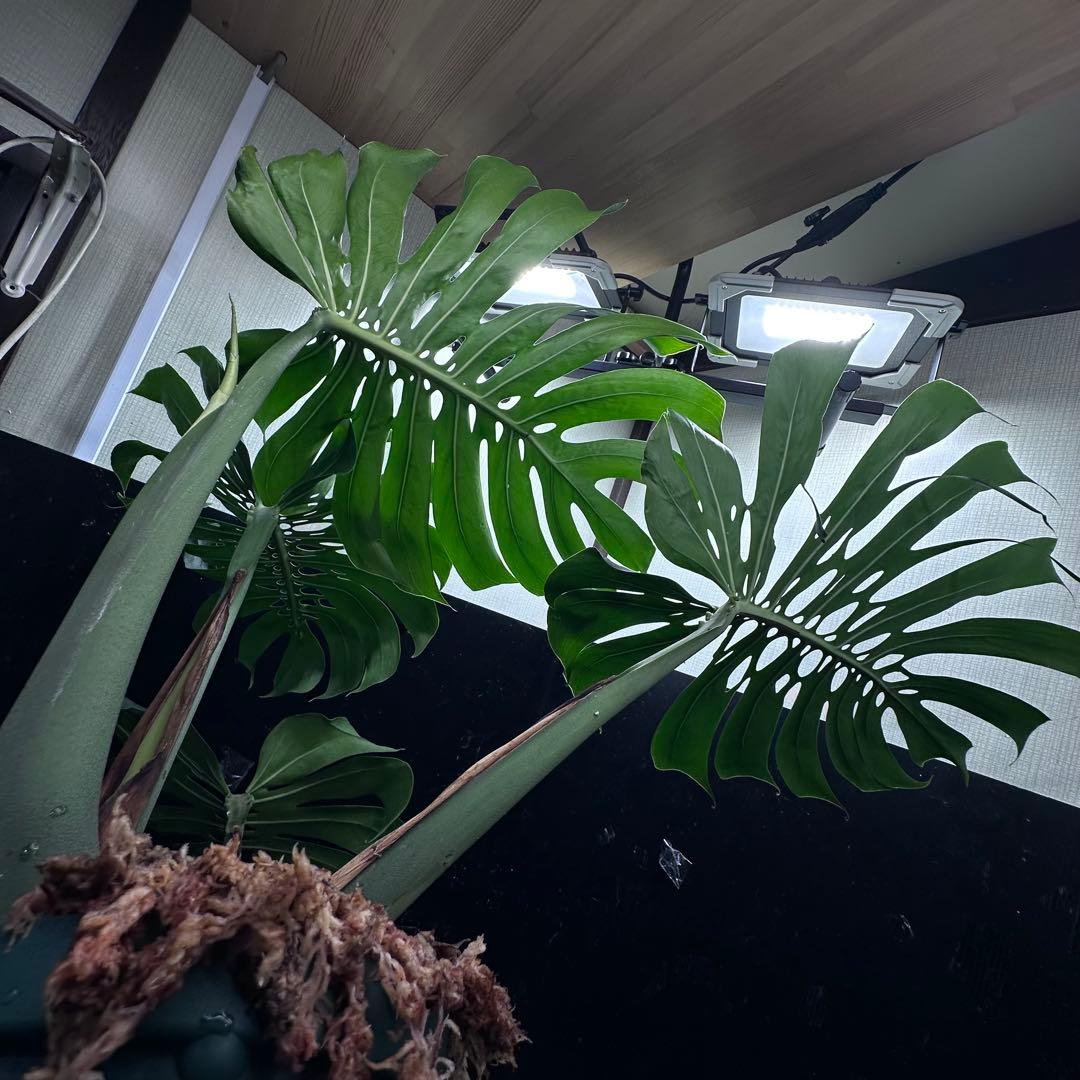 d*a様 モンステラデリシオーサマクロコズム超希少系統鉢植え84㎝