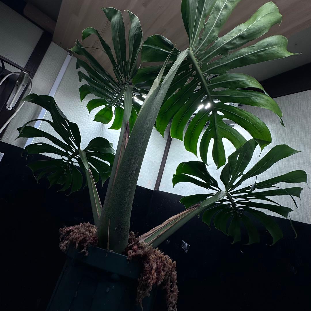 d*a様 モンステラデリシオーサマクロコズム超希少系統鉢植え84㎝