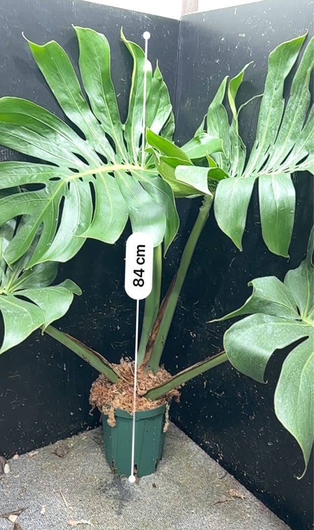 d*a様 モンステラデリシオーサマクロコズム超希少系統鉢植え84㎝