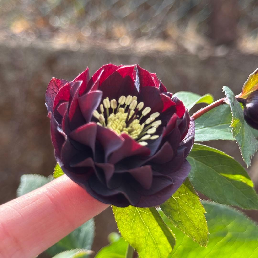 ヒ*イ様 八咫烏交配/加藤農園