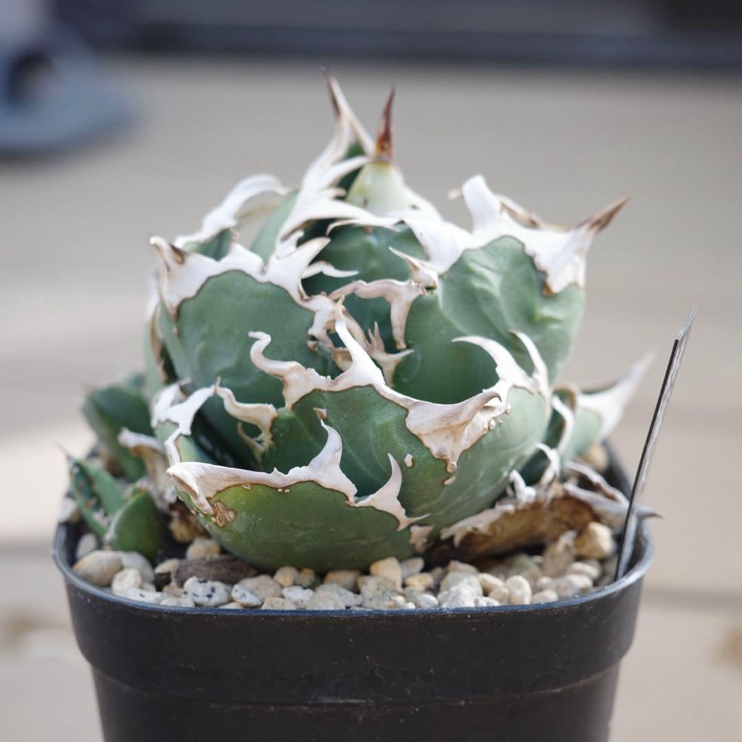 未根済 子株② アガベ COK コック cok-cg01 追星 検）大白鯊 悪魔