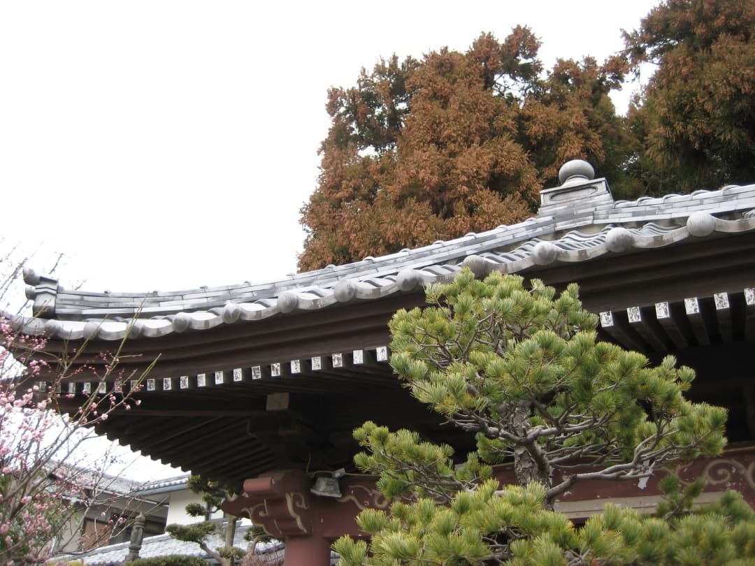 実写美⭕️【動作確認済】Canon IXY DIGITAL 10 デジカメ