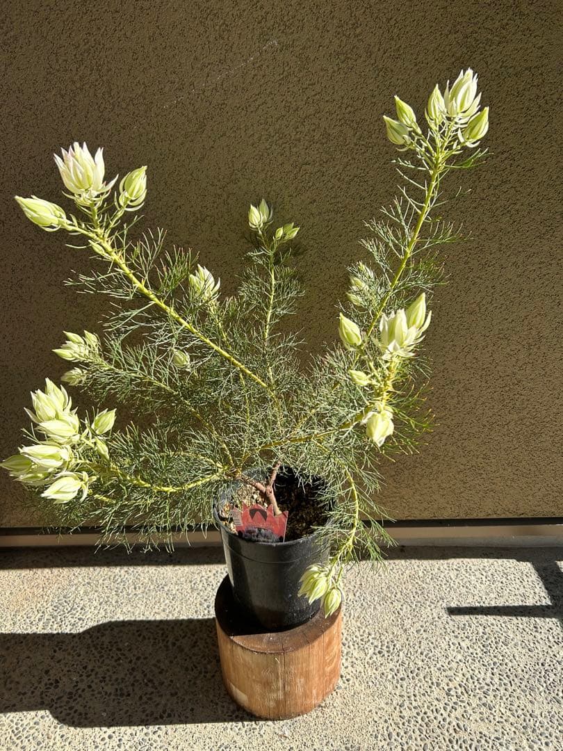 く*ま様 セルリアブラッシングブライド7号大