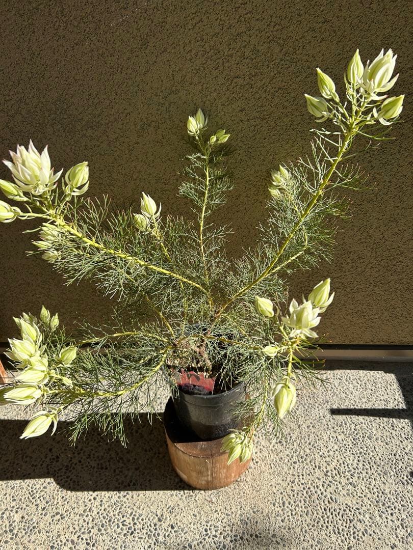 く*ま様 セルリアブラッシングブライド7号大