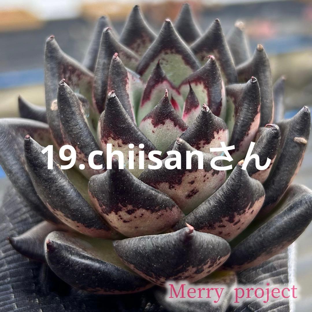 19.chiisaさん