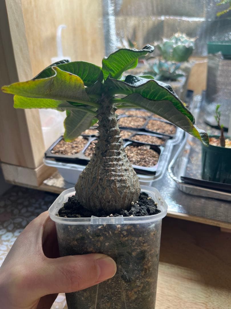 早い者勝ち 超極太 国内実生 ウィンゾリー パキポディウムウィンゾリー 鉢ごと