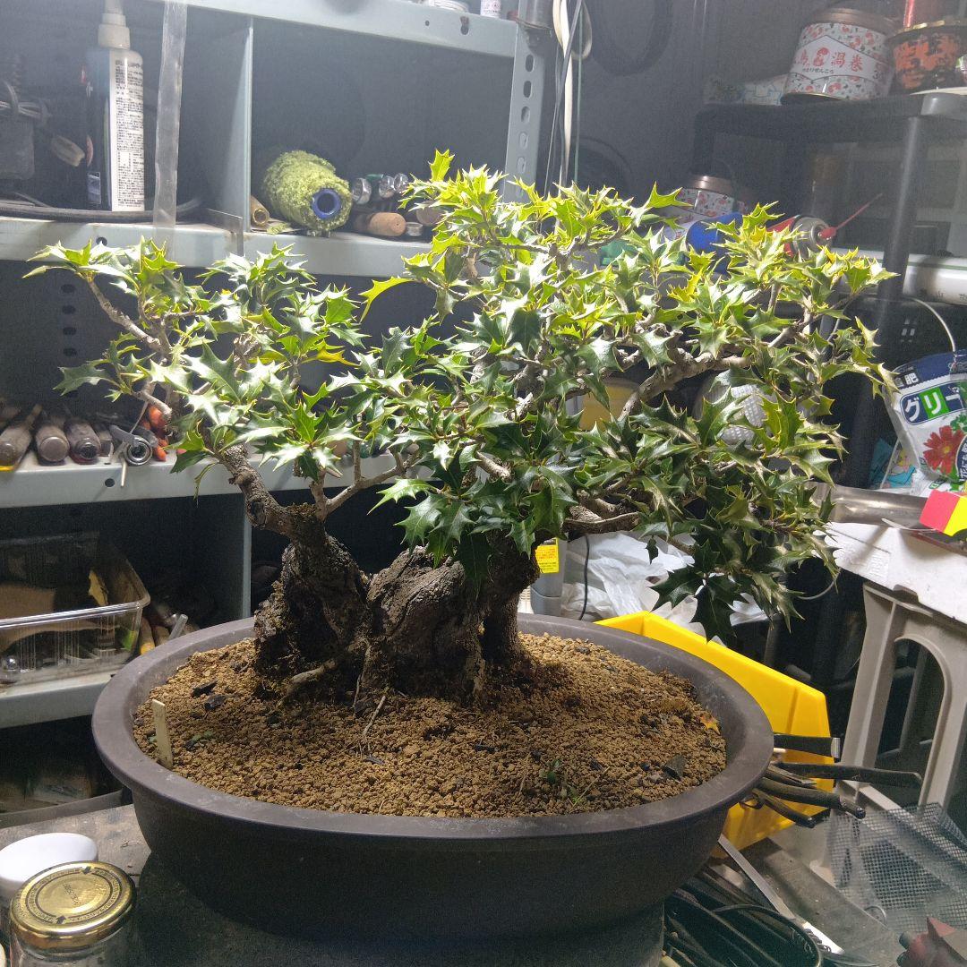 山木からのヒイラギ（盆栽）（かなり年数持ち込み古い）