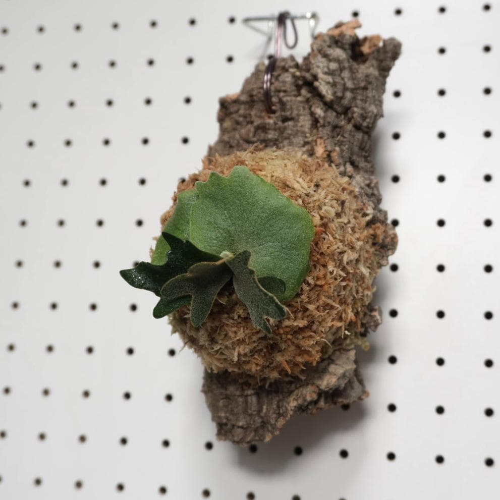 ビカクシダ YMDS ウィリンキー系 イエロームーンドワーフ　スポア Y-9