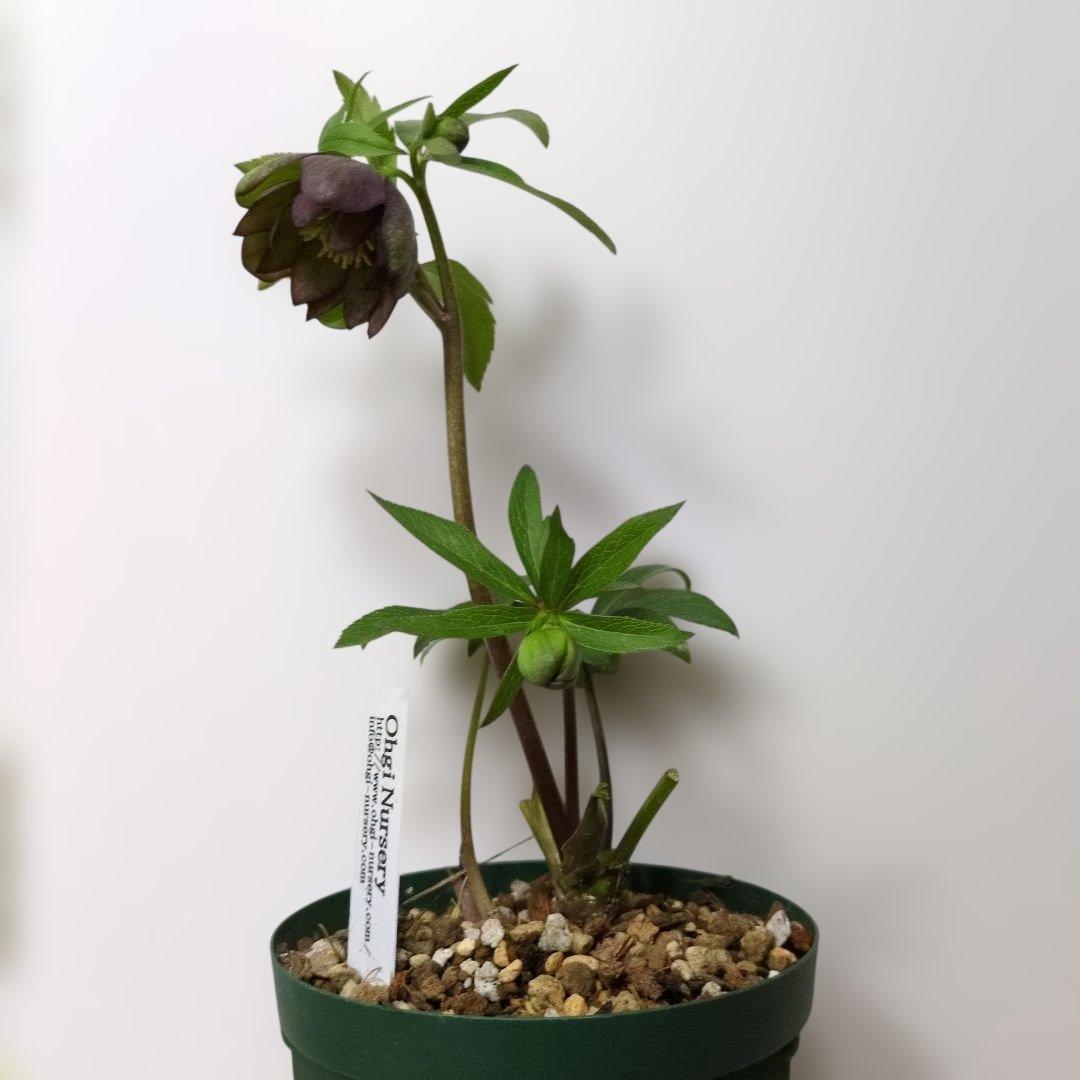 ま*ん様 大木ナーセリー❤️ クリスマスローズ❤️ トルカータス✕ボスニア交配❤