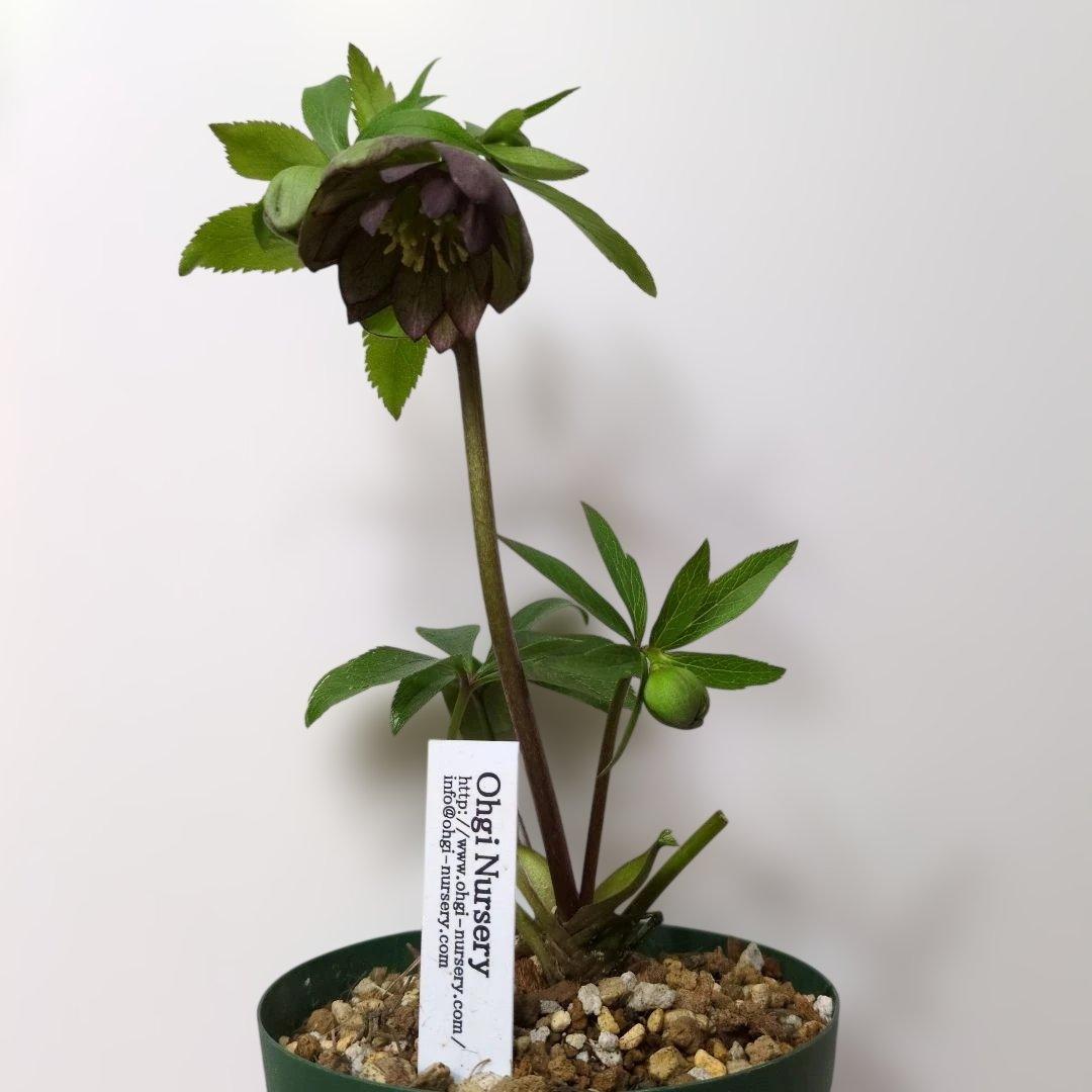 ま*ん様 大木ナーセリー❤️ クリスマスローズ❤️ トルカータス✕ボスニア交配❤