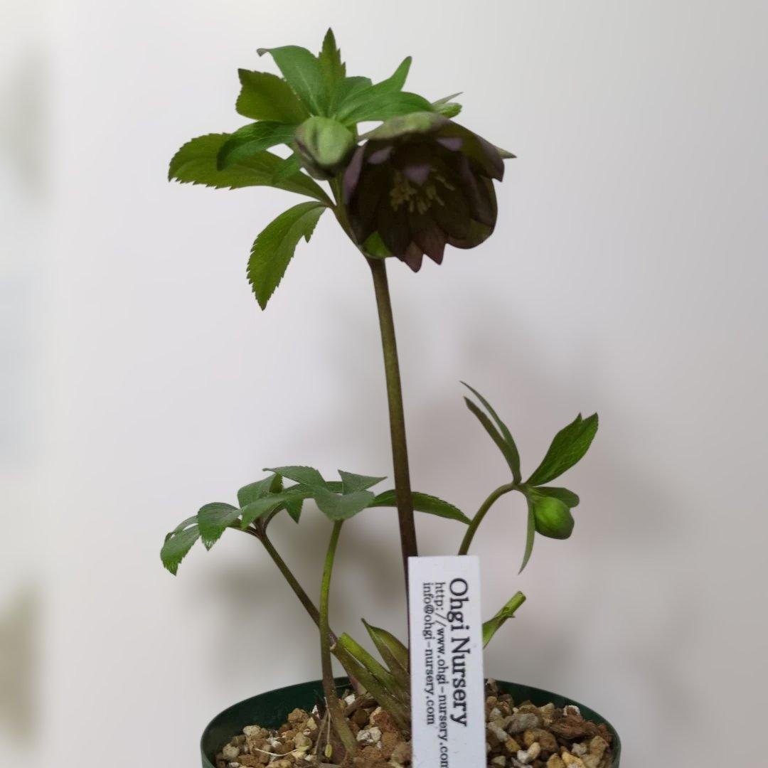 ま*ん様 大木ナーセリー❤️ クリスマスローズ❤️ トルカータス✕ボスニア交配❤