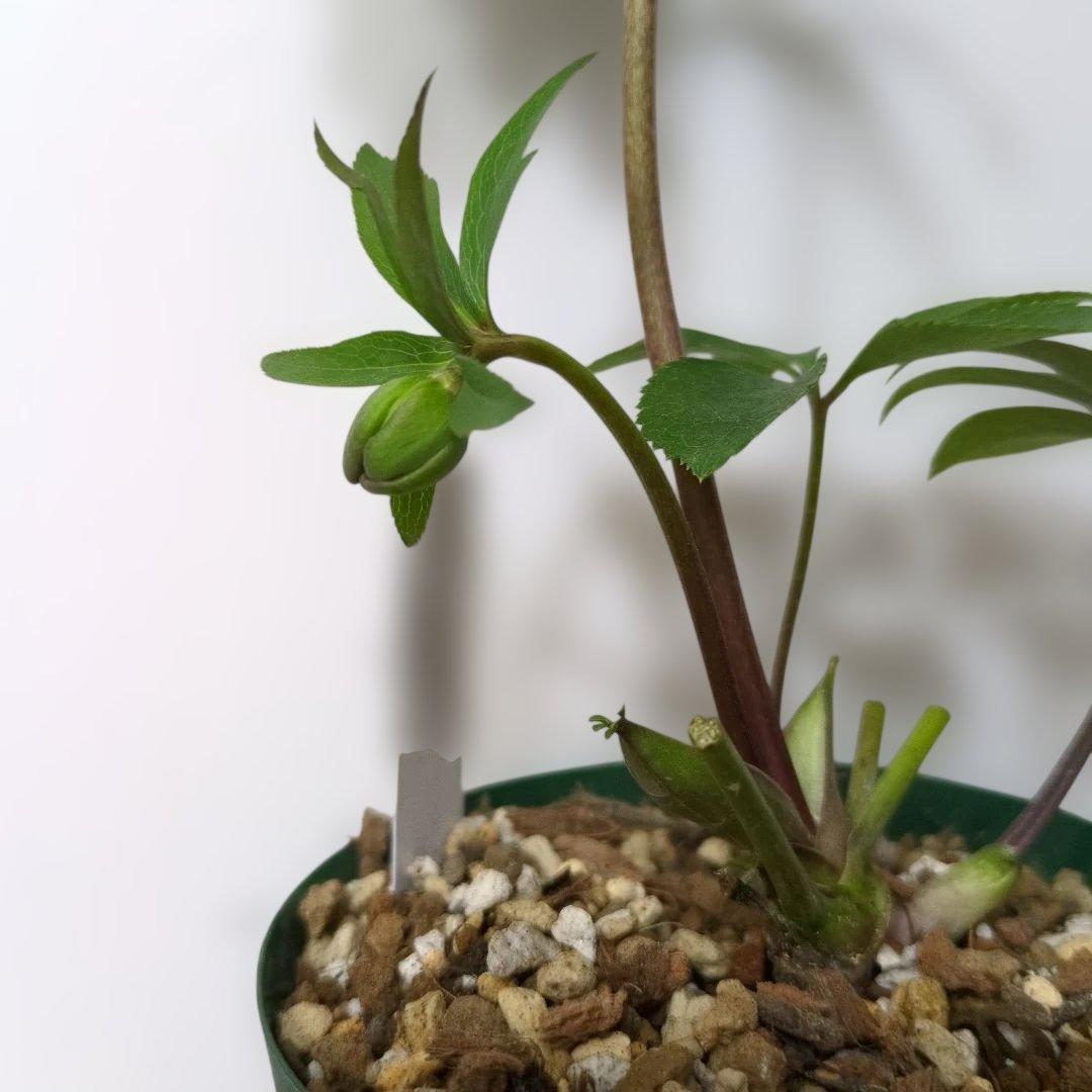 ま*ん様 大木ナーセリー❤️ クリスマスローズ❤️ トルカータス✕ボスニア交配❤