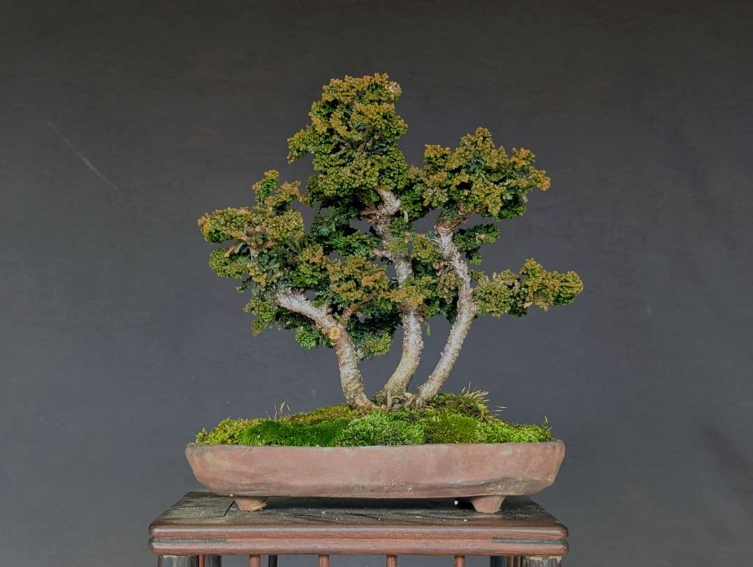 石化桧　ヒノキ　3幹　ミニ盆栽　小品盆栽