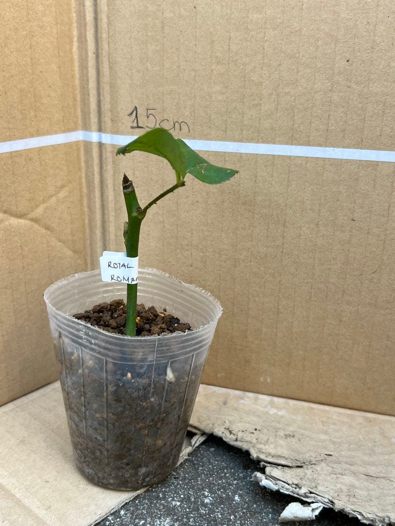 「」 切り花品種バラ苗　レアバラ 　CHIFFO♡ Rose