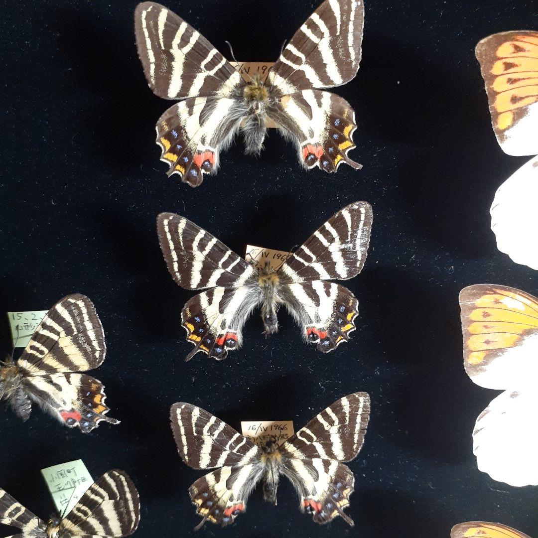蝶標本　ギフチョウ、ヒメギフチョウ等４種100頭、大型ドイツ標本箱二箱入りセット
