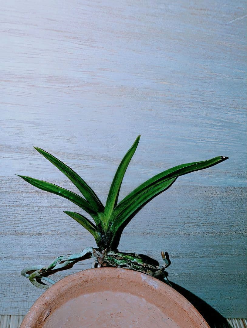 富貴蘭　亀谷金牡丹（無加温作り品）