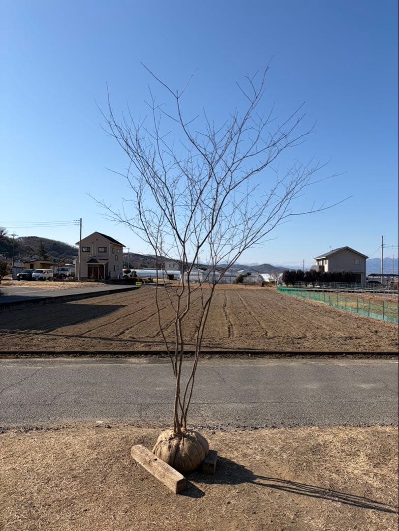 山採り ヤマモミジ 株立ち 5本立ち 自然樹形