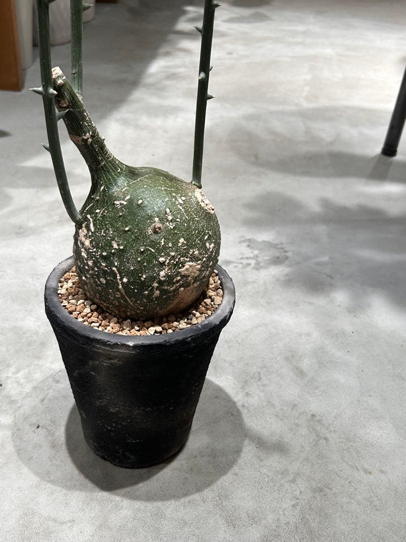 まんまる！アデニア　グロボーサ　鉢付き