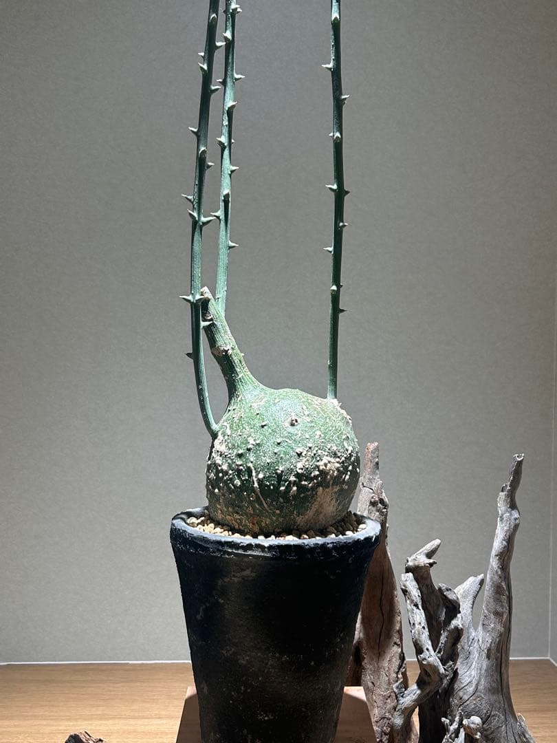 まんまる！アデニア　グロボーサ　鉢付き