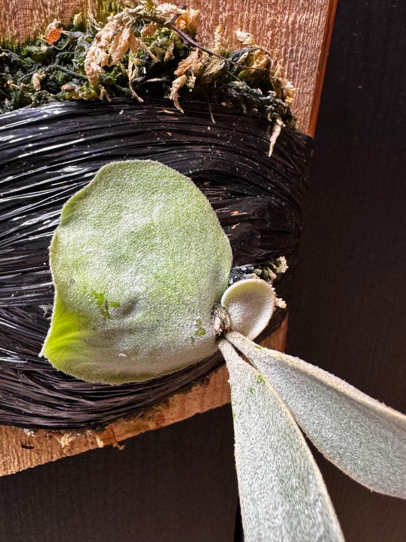 ビカクシダ Anapat#1 オリジナル　子株②