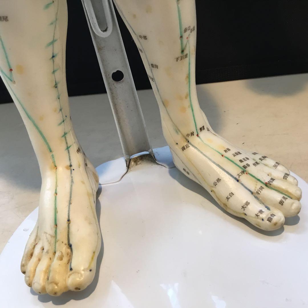 鍼灸経穴人体模型　コンプリート　中国鍼灸男性人体模型　耳　足　手