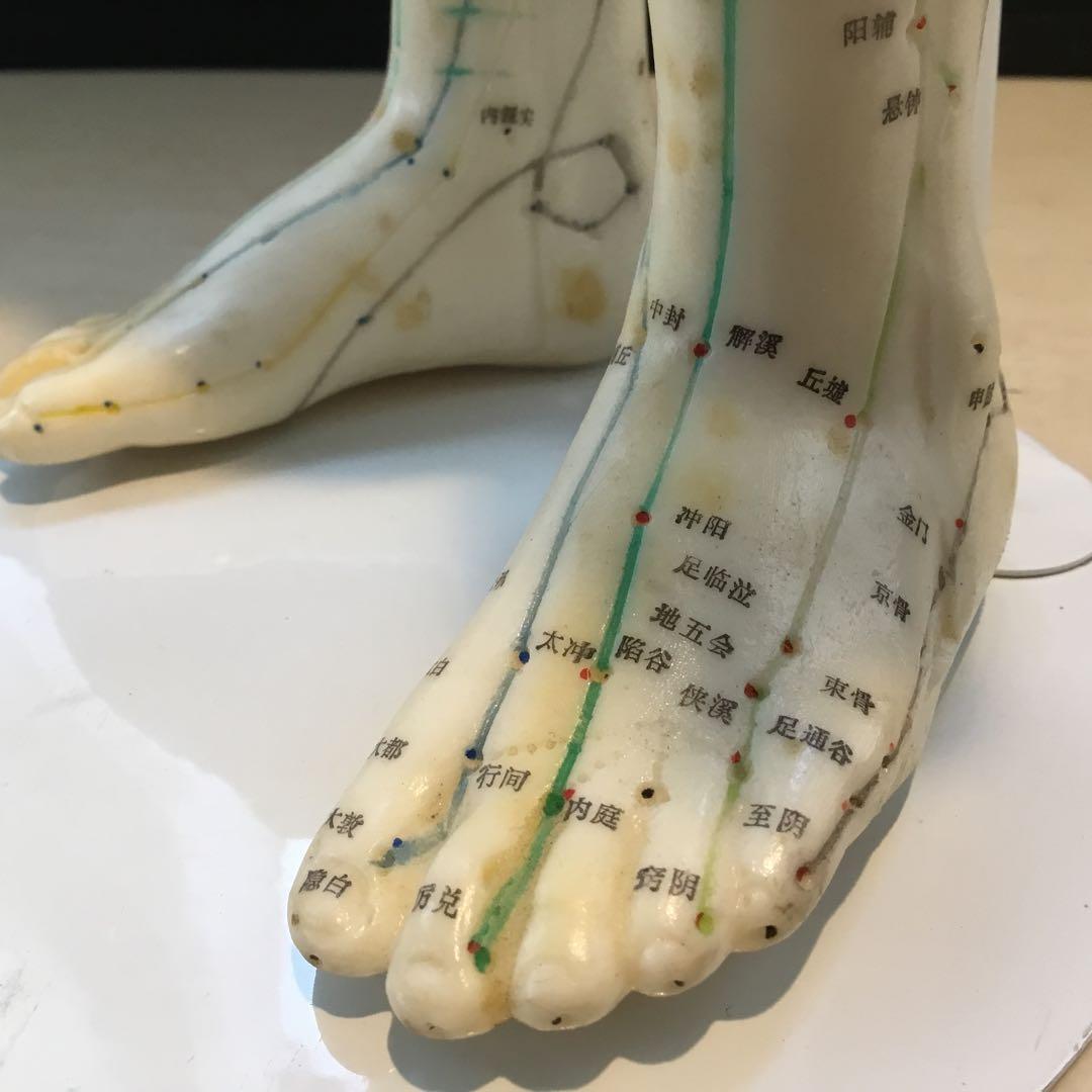 鍼灸経穴人体模型　コンプリート　中国鍼灸男性人体模型　耳　足　手