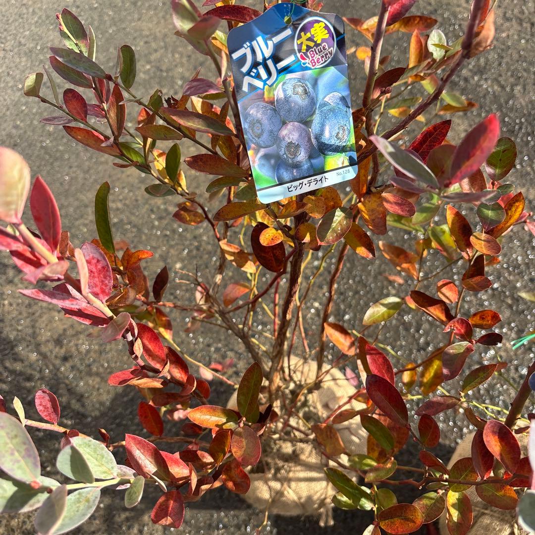 ご注文品　デライト×2 ブルーベリー　準大苗セット