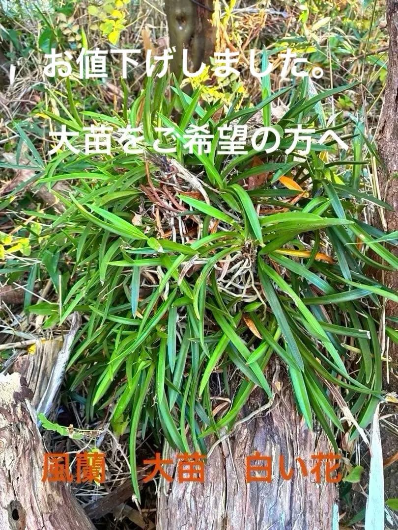 お値下げしました。 風蘭　大苗　白い花