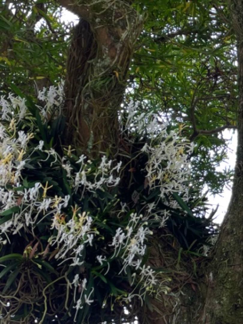 お値下げしました。 風蘭　大苗　白い花