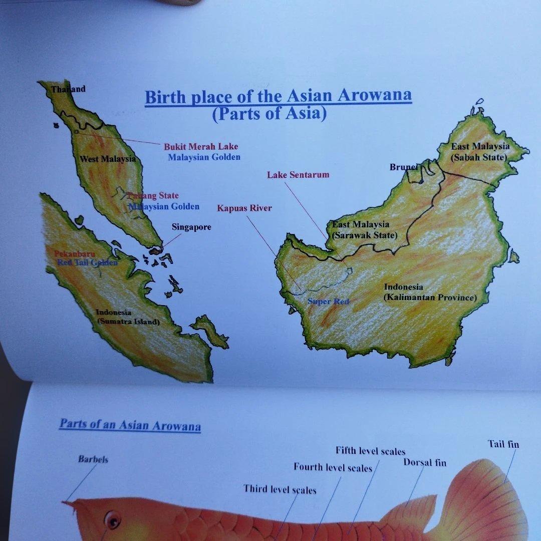 趣味・スポーツ・実用 The Asian Arowana by Goh & Chua