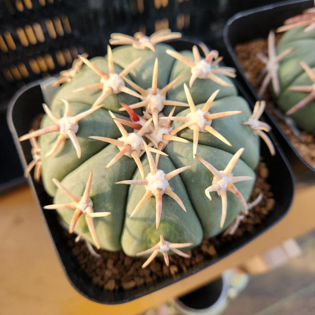 ス*郎様 エキノカクタス　白刺翠平丸