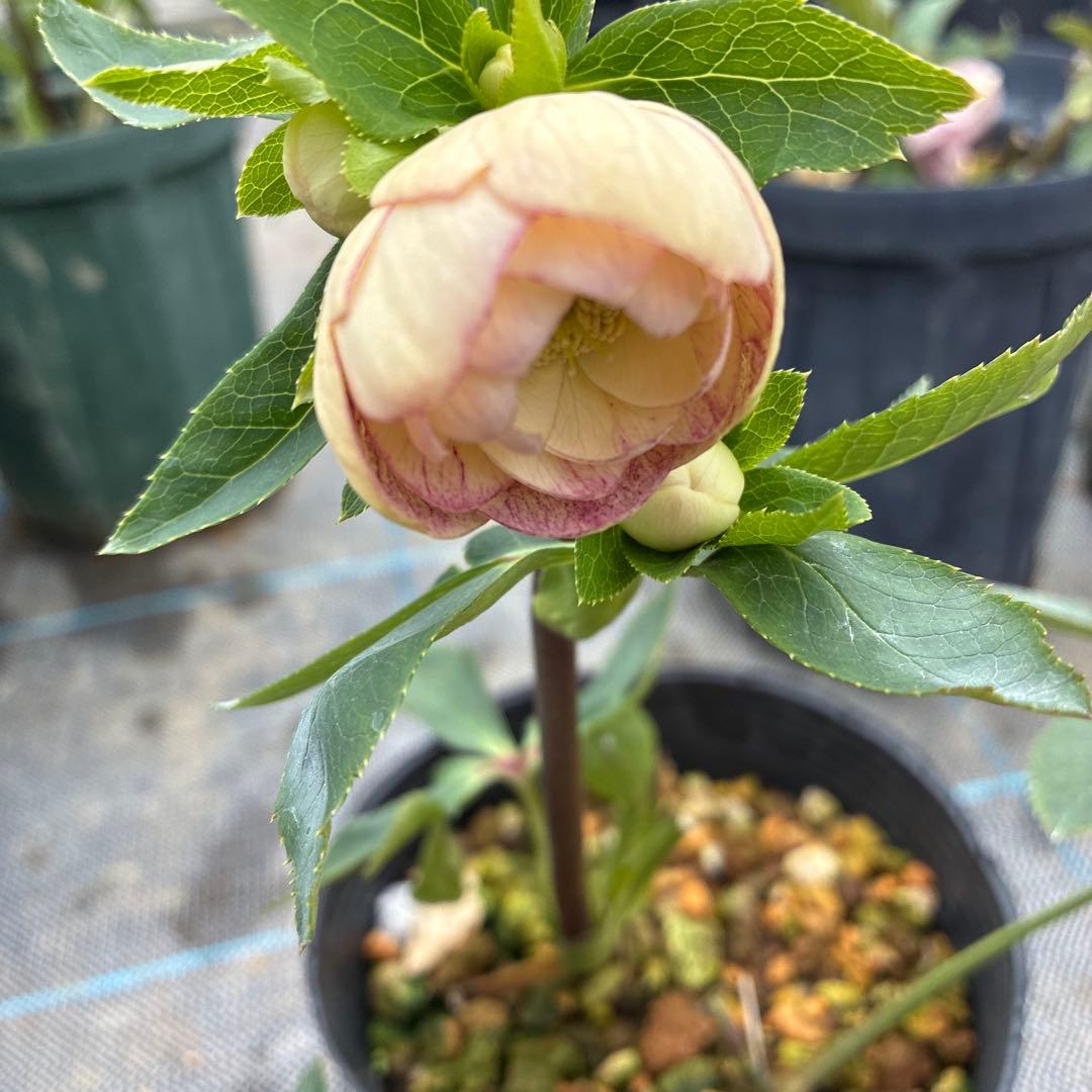 クリスマスローズ　かすみ　くすみ手毬　可愛い！　4.5寸