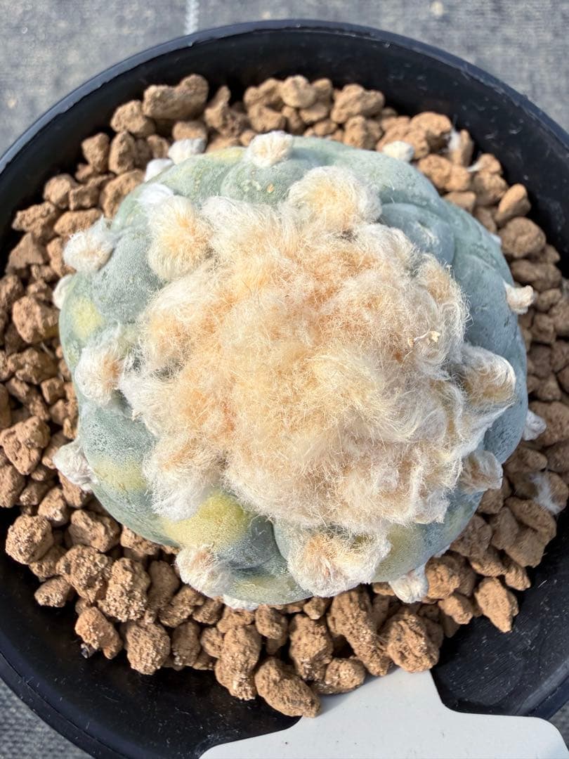 銀冠玉錦　ロホホラ　サボテン　鳥羽玉