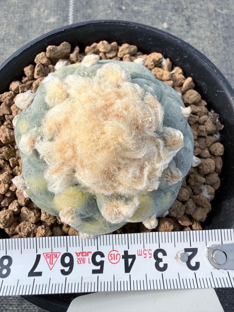 銀冠玉錦　ロホホラ　サボテン　鳥羽玉