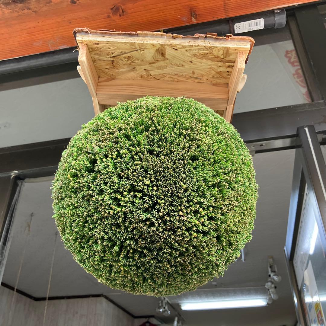 杉玉【屋根付き】④