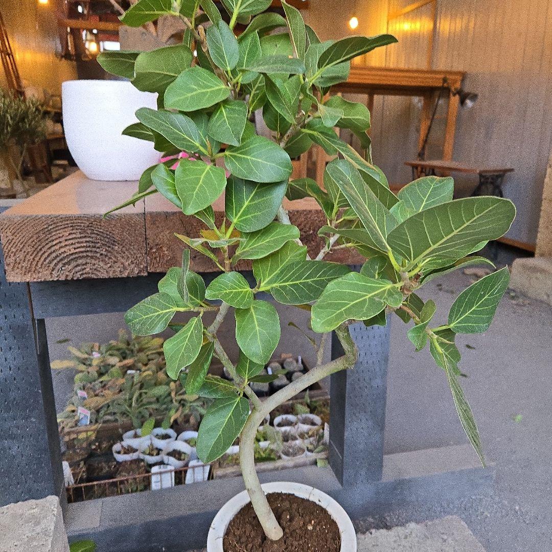 ⑦　フィカス　ベンガレンシ7号　曲がり仕立て最高等級極上品‼️