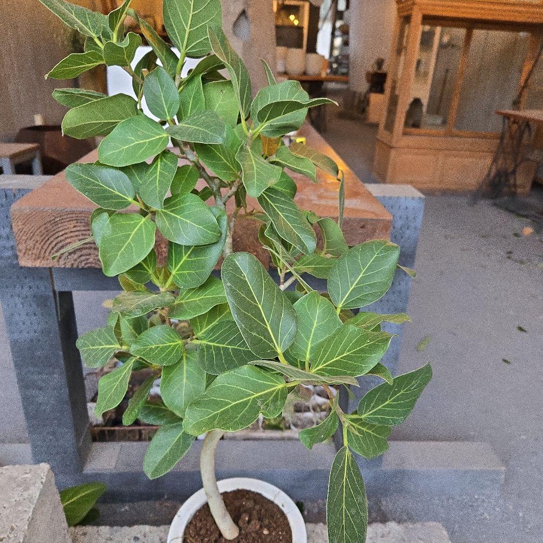 ⑦　フィカス　ベンガレンシ7号　曲がり仕立て最高等級極上品‼️