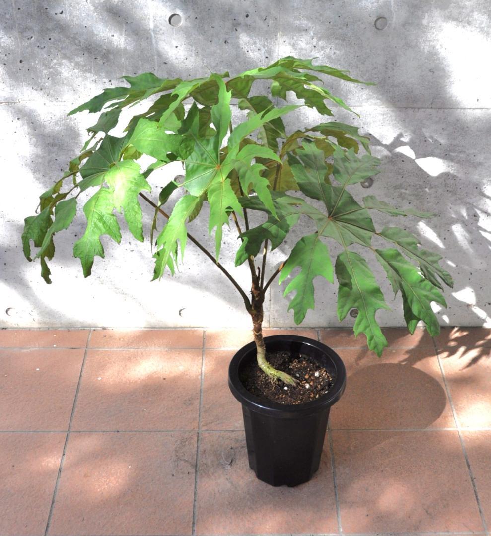 トレベシア ８号90cm