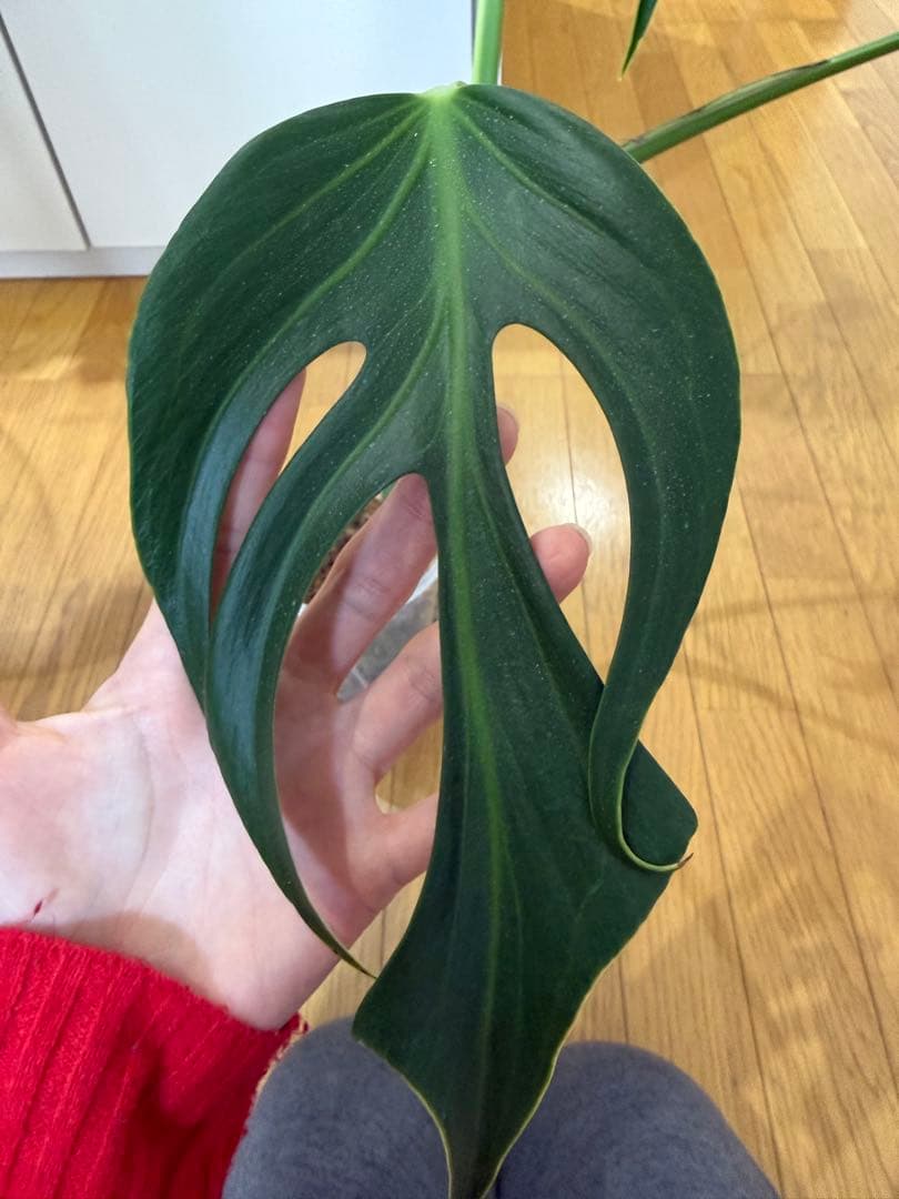 モンステラ　バールマルクス　フレーム