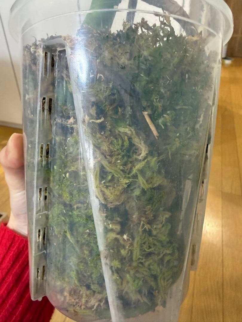 モンステラ　バールマルクス　フレーム