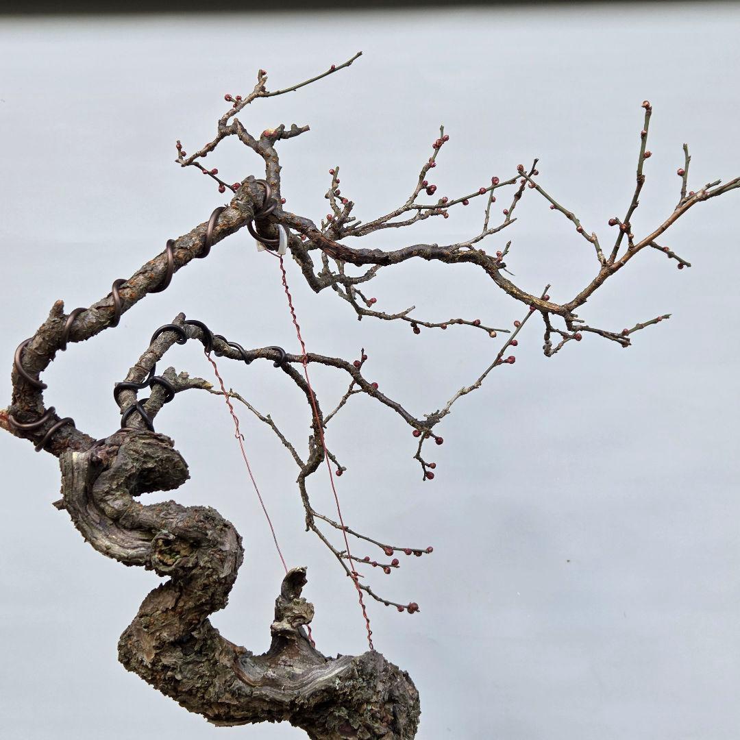 梅　(野梅系紅花八重咲き)[寒衣]　大品盆栽