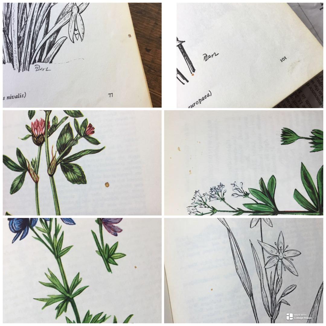 洋書　植物図鑑　ドイツ　花　BLUMEN IN WALD UND FLUR