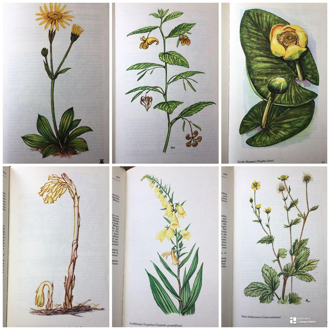 洋書　植物図鑑　ドイツ　花　BLUMEN IN WALD UND FLUR